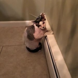 Meet your Posher, Dawn